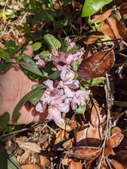 Rhododendron chapmanii