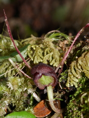 Corybas obscurus