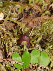 Corybas obscurus