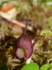 Corybas obscurus