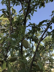Prunus amygdalus