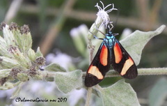 Cyanopepla submacula borealis