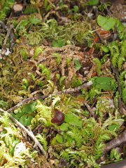 Corybas obscurus
