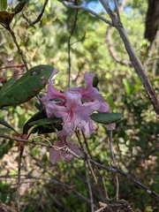 Rhododendron chapmanii