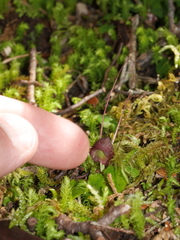 Corybas obscurus