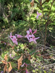 Rhododendron chapmanii