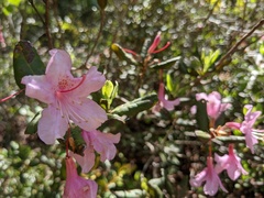 Rhododendron chapmanii
