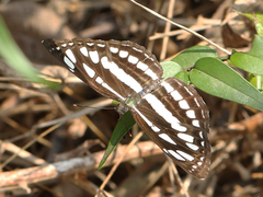 Neptis hylas varmona
