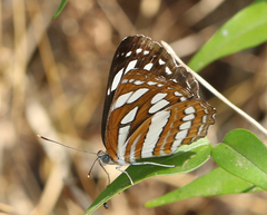 Neptis hylas varmona