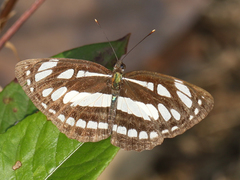 Neptis hylas varmona