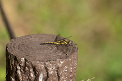 Orthetrum japonicum