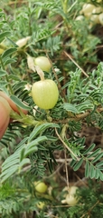Astragalus armatus image