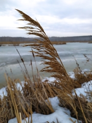 Phragmites australis