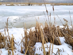Typha latifolia