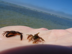 Pisidia