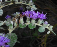 Lepidaploa orbicularis