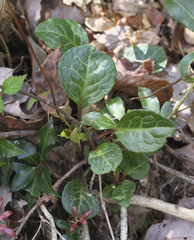 Pyrola japonica