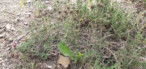 Image of Thymus willdenowii by (c) Mehdi Chetibi, some rights reserved (CC BY)