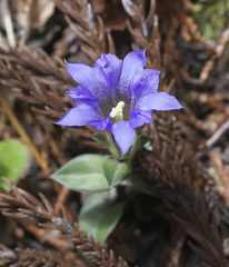 Gentiana zollingeri