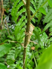Diploderma polygonatum