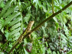 Diploderma polygonatum