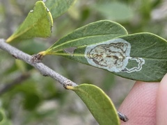 Parectopa bumeliella