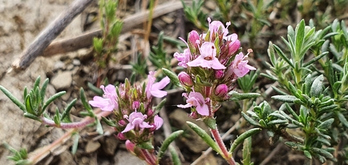 Image of Thymus willdenowii by (c) Mehdi Chetibi, some rights reserved (CC BY)