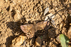 Erynnis montanus