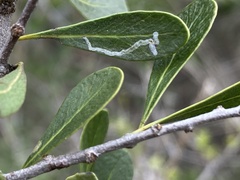 Parectopa bumeliella