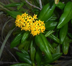 Lundinia plumbea