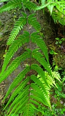Pseudophegopteris subaurita