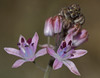 Autumn Squill - Photo (c) Miltos Gikas, some rights reserved (CC BY-NC)