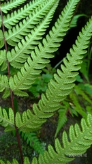 Pseudophegopteris subaurita