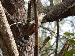 Coccyzus longirostris