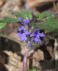 Ajuga makinoi