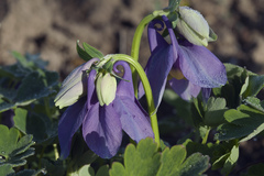 Aquilegia flabellata