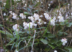 Schizocodon ilicifolius intercedens