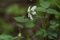 Bombus diversus