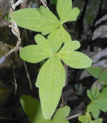 Mikania ranunculifolia