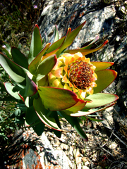 Leucadendron pubibracteolatum