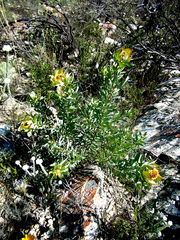 Leucadendron pubibracteolatum