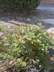 Taenidia integerrima