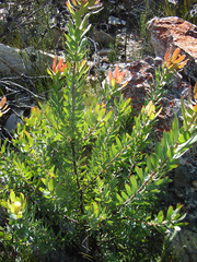 Leucadendron pubibracteolatum