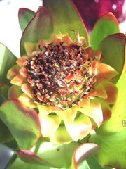 Leucadendron pubibracteolatum