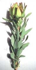 Leucadendron pubibracteolatum