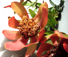 Leucadendron pubibracteolatum