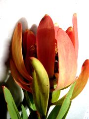 Leucadendron pubibracteolatum