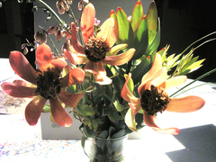 Leucadendron pubibracteolatum