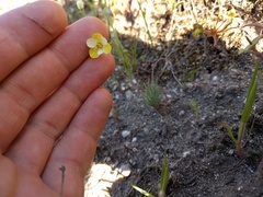 Hesperomecon linearis