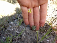 Hesperomecon linearis